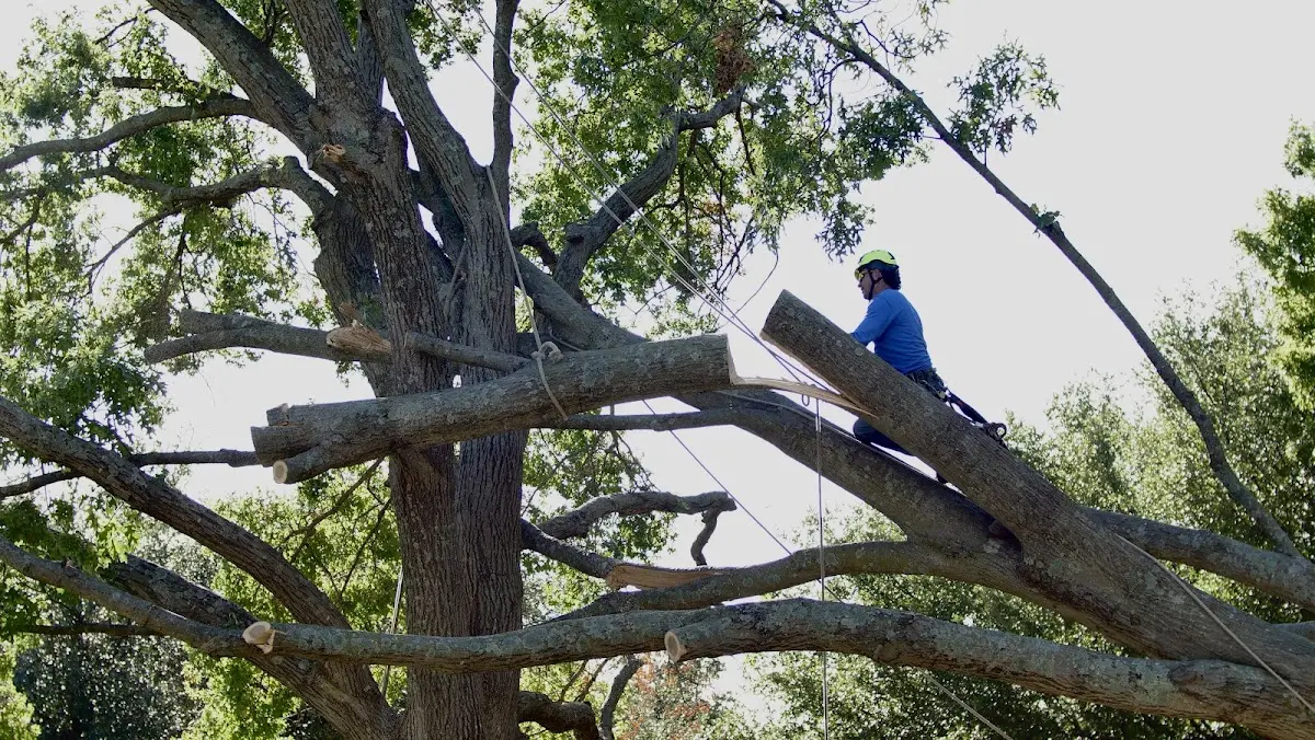 Professional Crown Thinning performed by certified arborists in Attleboro