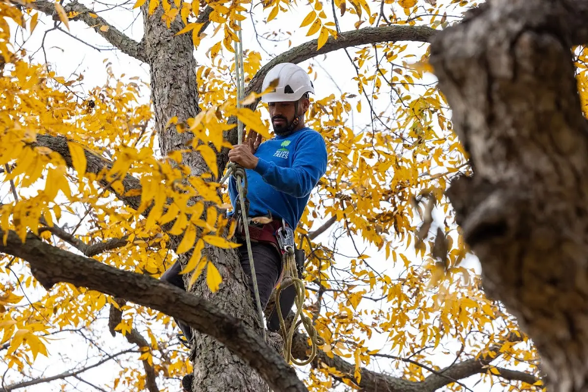Skilled Tree Planing crew working in Attleboro